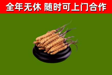牟平回收冬虫夏草